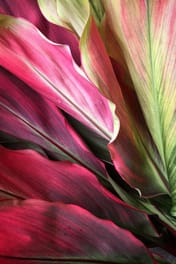 colourful cordyline plant
