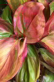 colourful cordyline plant