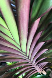 colourful cordyline plant