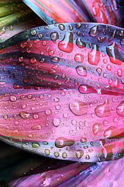 colourful cordyline plant